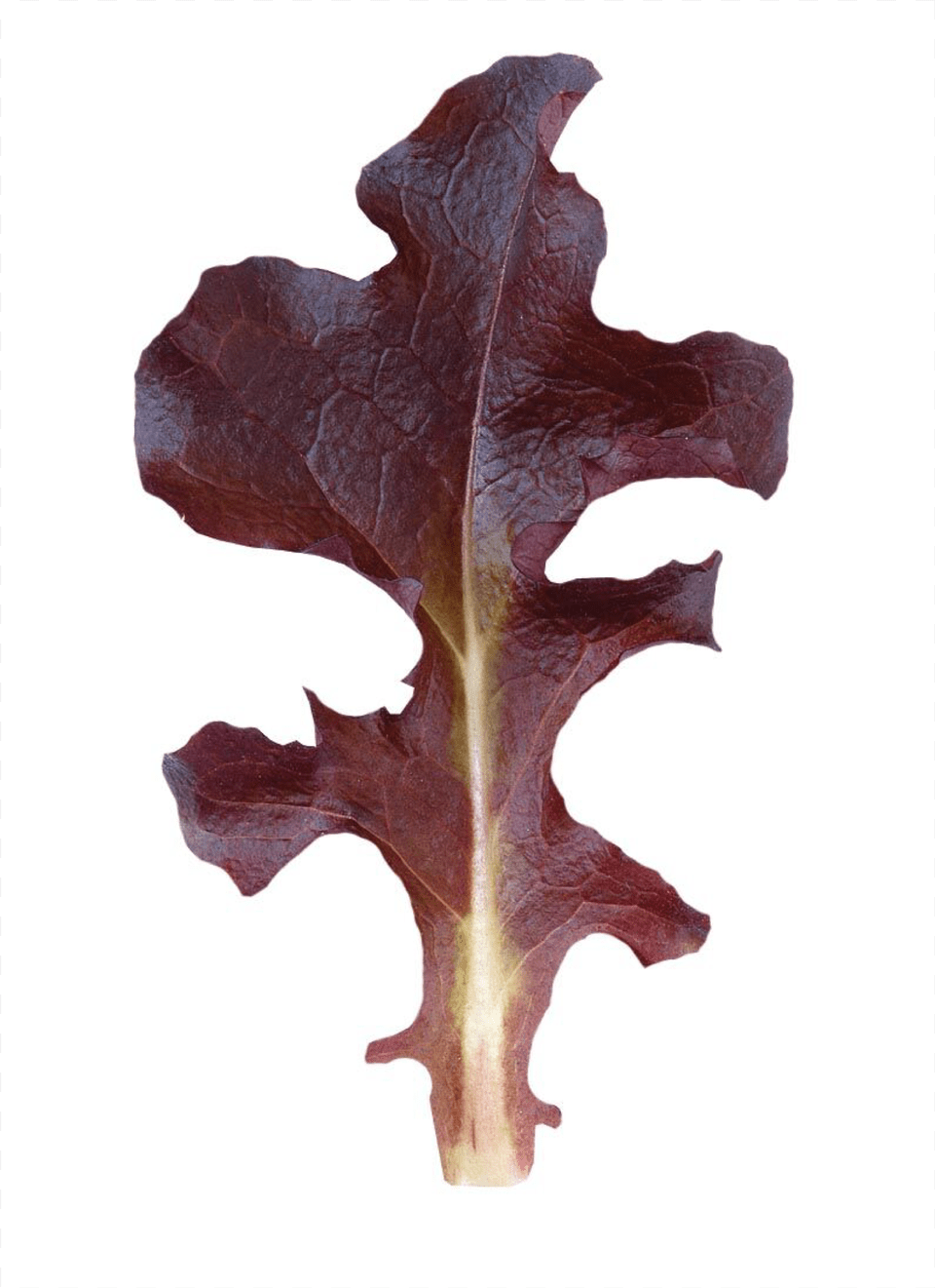 Red Saladbowl Oakleaf Lettuce Maple, Food, Leaf, Plant, Produce Free Png Download