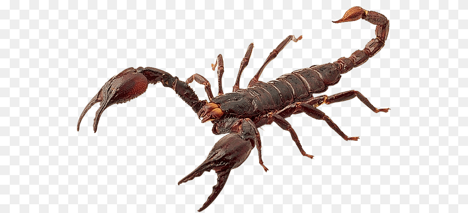 Red Scorpion, Animal, Insect, Invertebrate Free Png Download