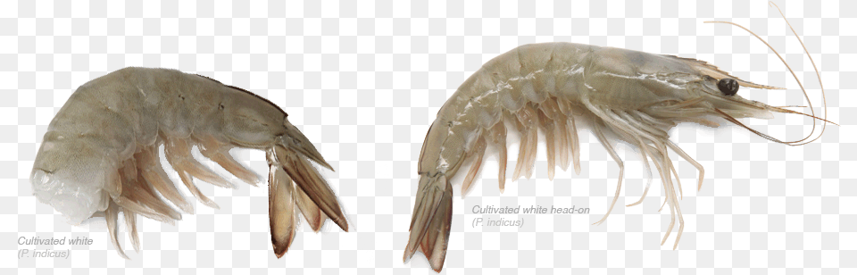 Red Sea Darik Enterprises Inc The Shrimp People Litopenaeus Setiferus, Animal, Food, Invertebrate, Sea Life Png