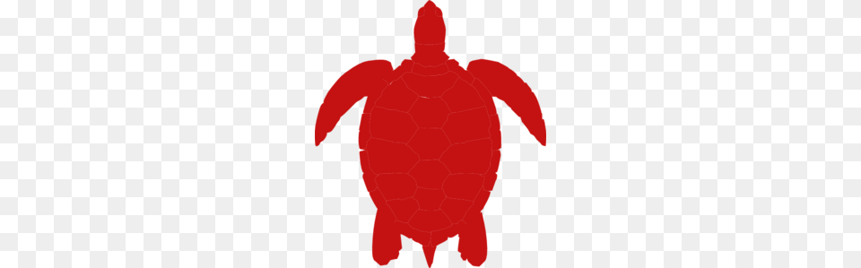 Red Sea Turtle Clip Art, Baby, Person, Animal, Sea Life Free Png Download