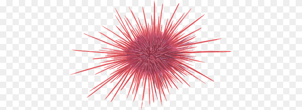 Red Sea Urchin Illustration, Fireworks, Plant, Animal, Sea Life Png Image