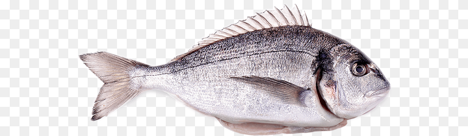Red Seabream, Animal, Fish, Sea Life Png