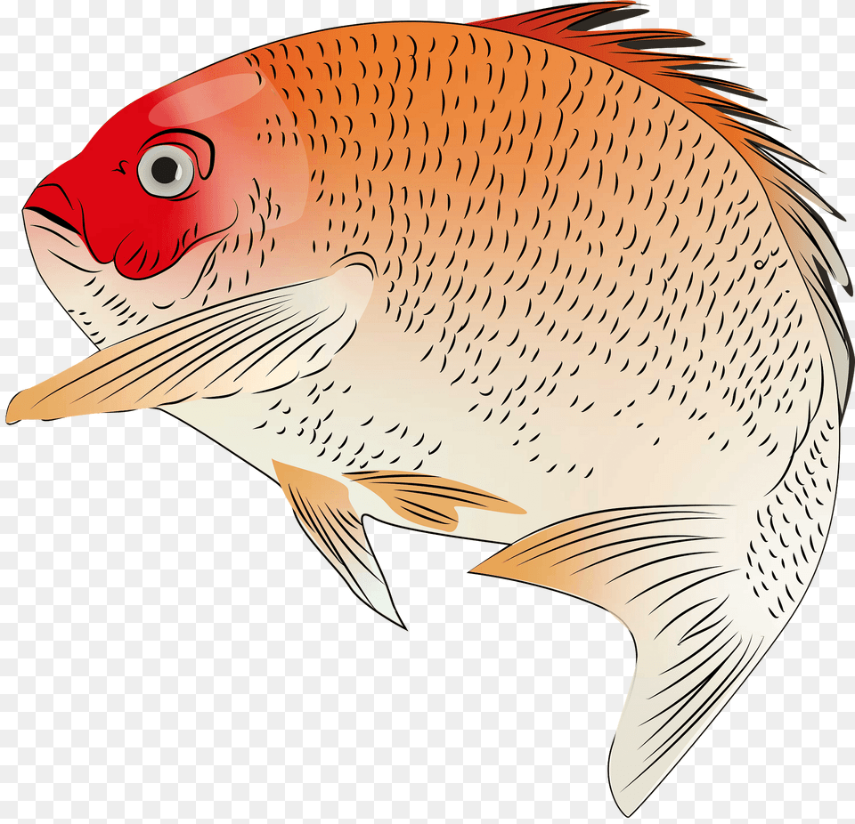 Red Seabream Clipart, Animal, Sea Life, Fish, Shark Free Transparent Png