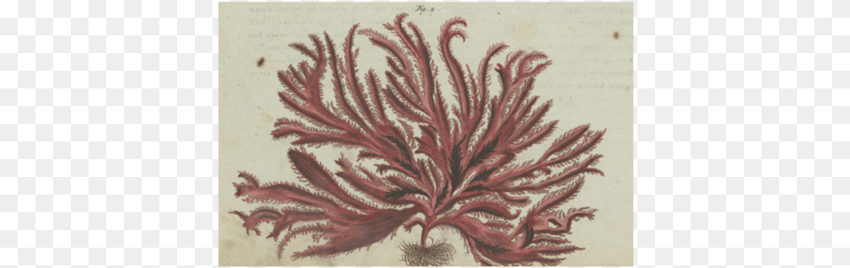 Red Seaweed John Derian, Pattern, Art, Painting, Floral Design Png