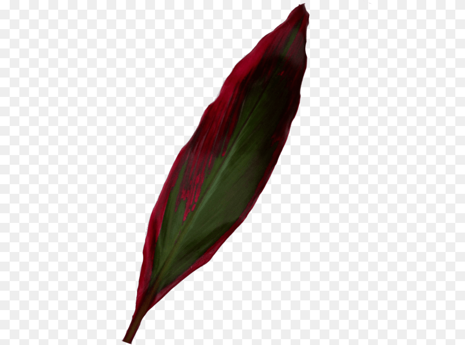 Red Shiny Leaf Ti Canna Family, Flower, Petal, Plant Free Png Download