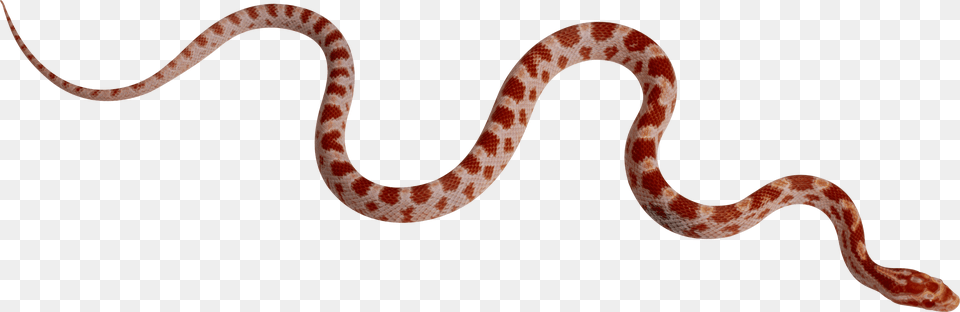 Red Snake Smooth Like A Like A Snake, Animal, Reptile, King Snake Free Transparent Png