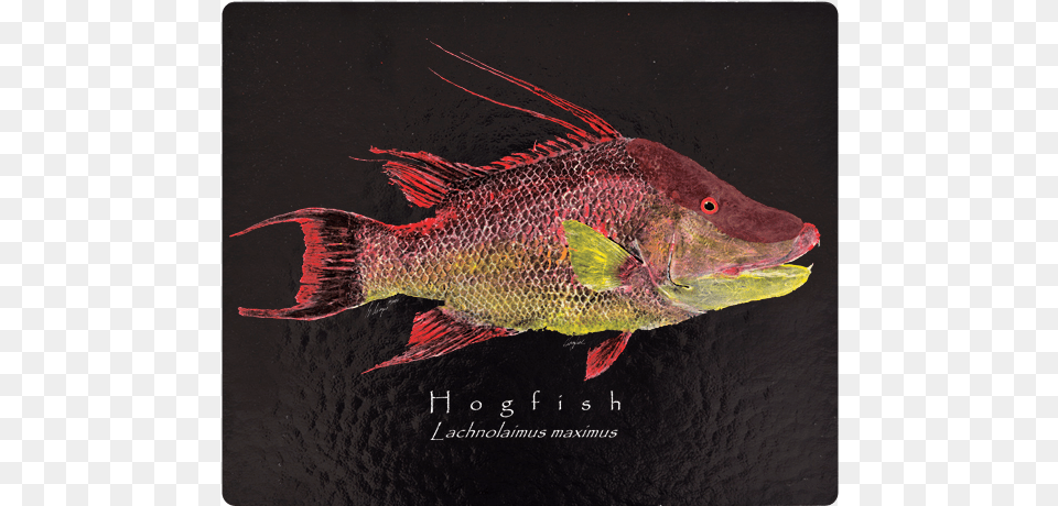 Red Snapper, Animal, Sea Life, Fish, Perch Free Transparent Png