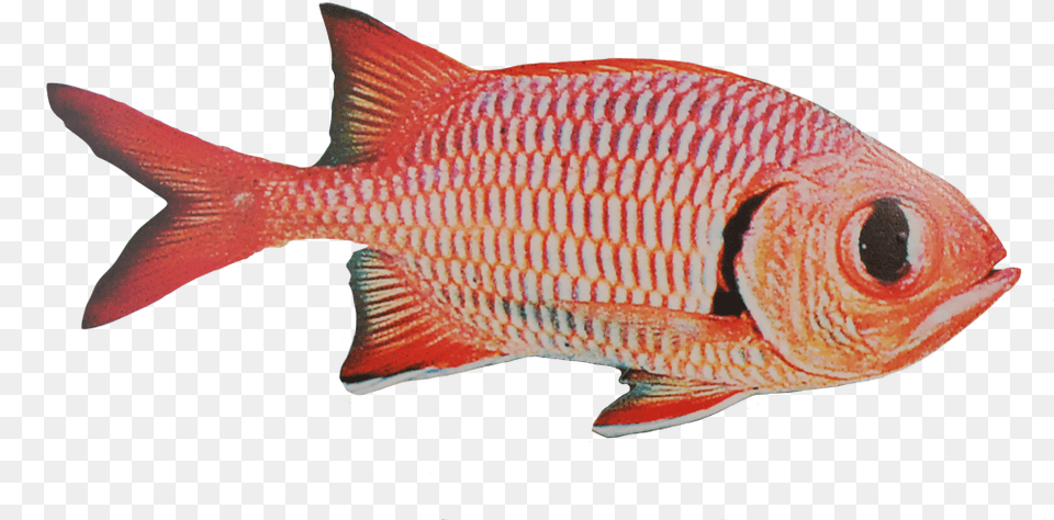 Red Snapper, Animal, Fish, Sea Life, Aquatic Free Png