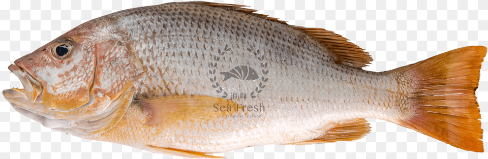 Red Snapper, Animal, Fish, Sea Life Free Png