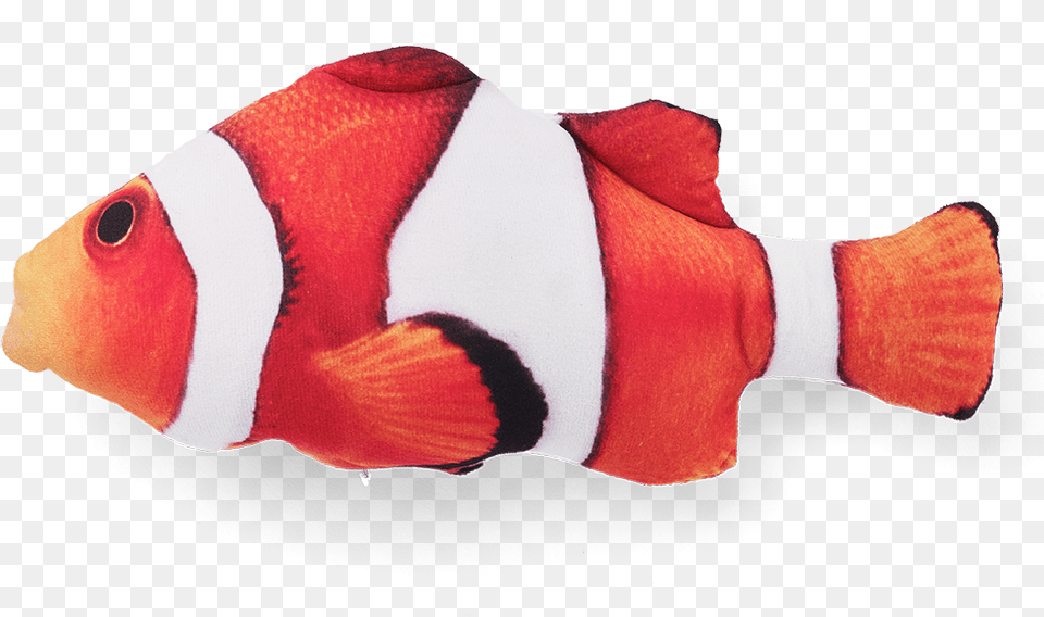 Red Snapper, Amphiprion, Animal, Sea Life, Fish Png