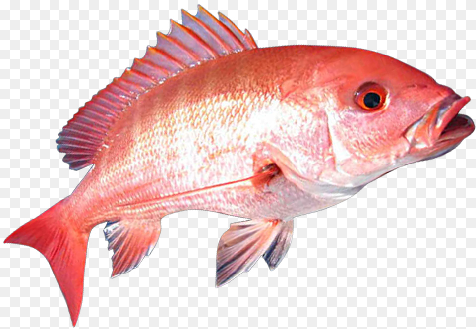 Red Snapper Fish, Animal, Sea Life Free Transparent Png