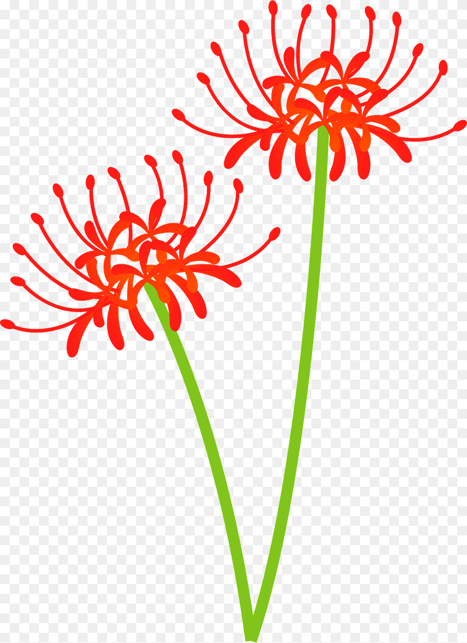 Red Spider Lily Flower Clipart, Anther, Plant, Petal, Dahlia Free Png