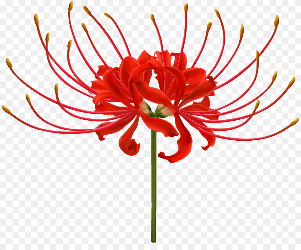 Red Spider Lily Flower Clipart, Anther, Plant, Geranium, Petal Free Transparent Png