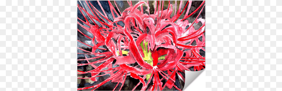 Red Spider Lily Flower Red Spider Lily Flower Painting, Plant, Petal, Art, Pollen Free Png Download