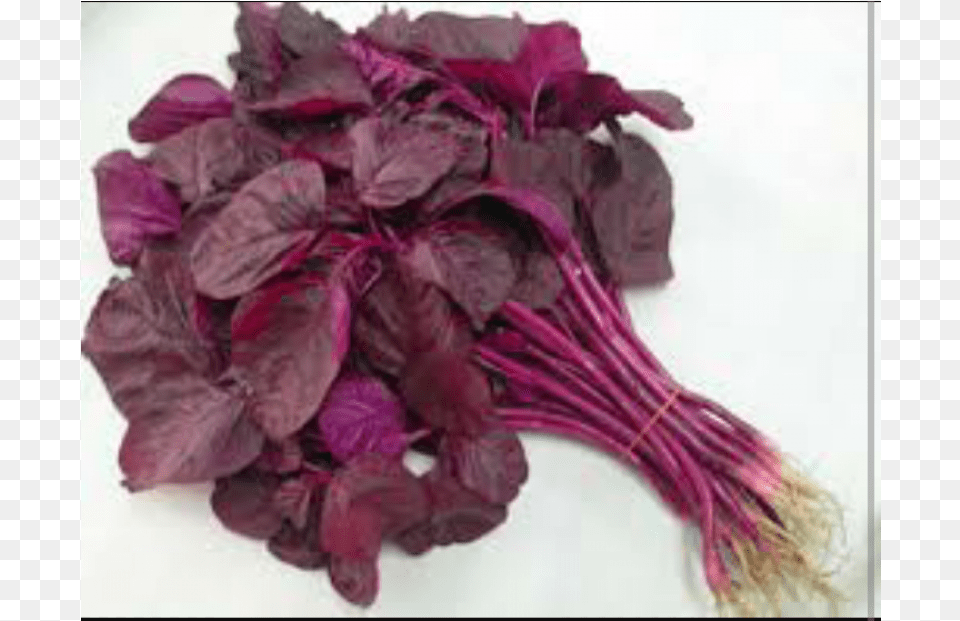 Red Spinach, Herbal, Herbs, Plant, Person Png Image
