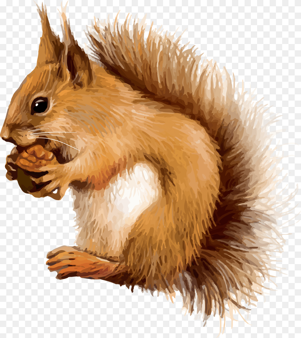 Red Squirrel Clip Art, Animal, Mammal, Rodent Free Transparent Png