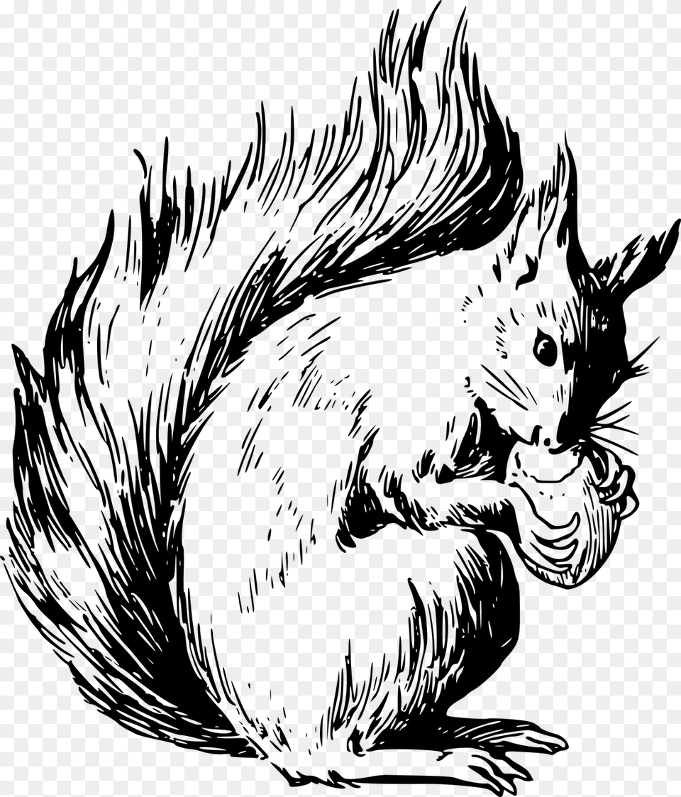 Red Squirrel Coloring Page, Gray Free Transparent Png