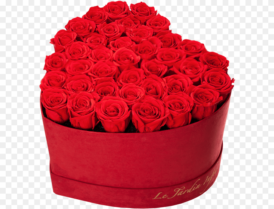 Red Suede Box With Roses Garden Roses, Rose, Plant, Flower Bouquet, Flower Arrangement Free Png Download