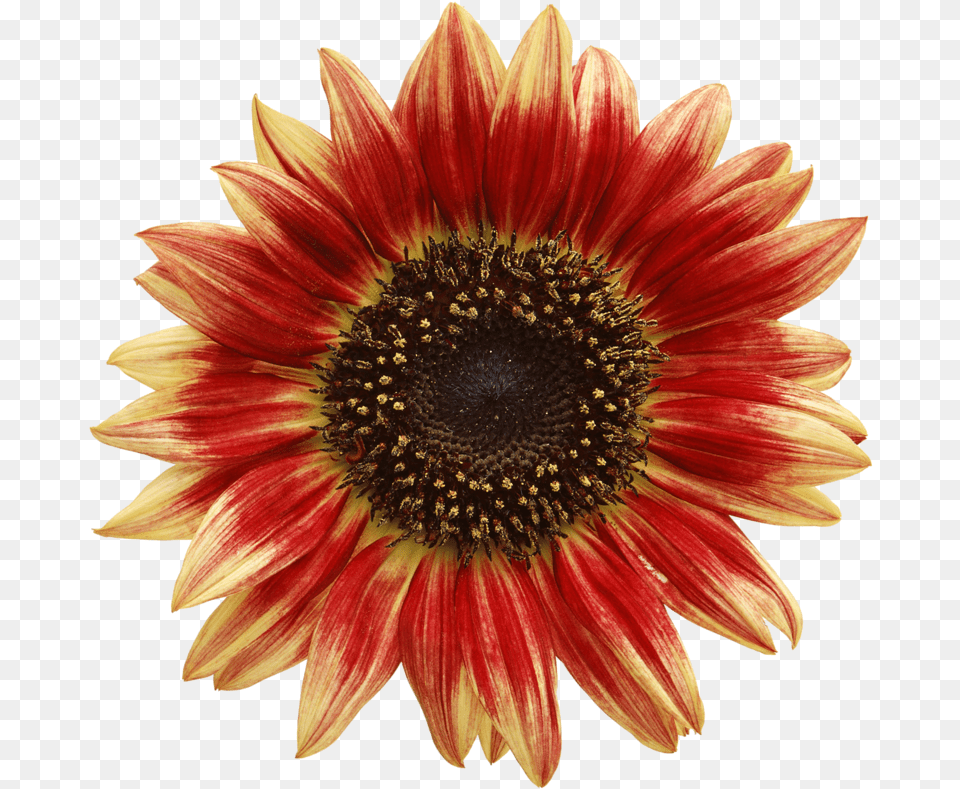 Red Sunflower, Daisy, Flower, Plant, Dahlia Png