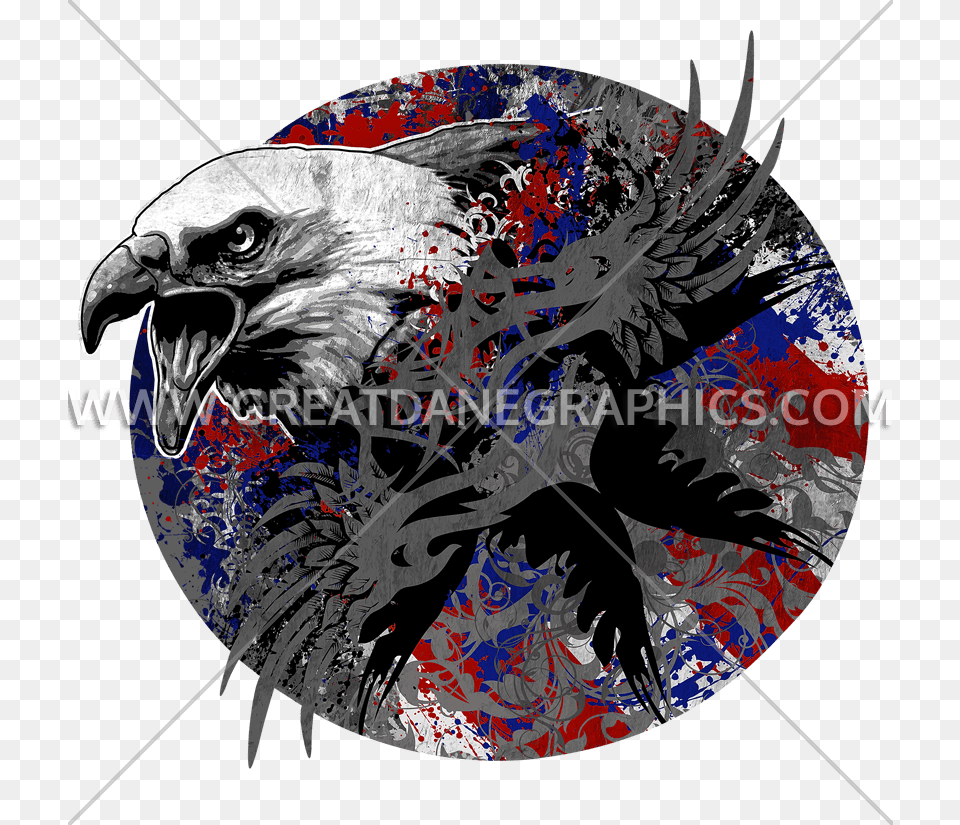 Red Tailed Hawk, Animal, Beak, Bird, Eagle Png Image