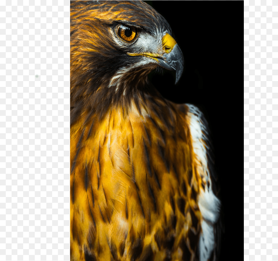 Red Tailed Hawk, Animal, Beak, Bird, Buzzard Free Transparent Png