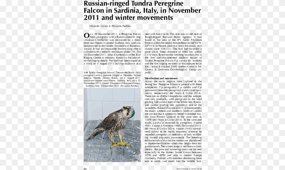 Red Tailed Hawk, Accipiter, Animal, Beak, Bird Free Transparent Png
