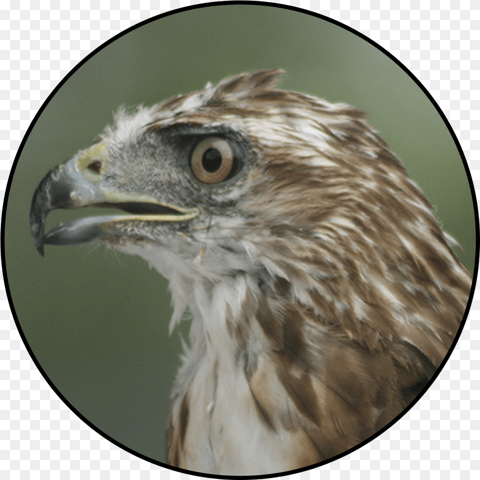 Red Tailed Hawk, Animal, Beak, Bird, Buzzard Free Transparent Png