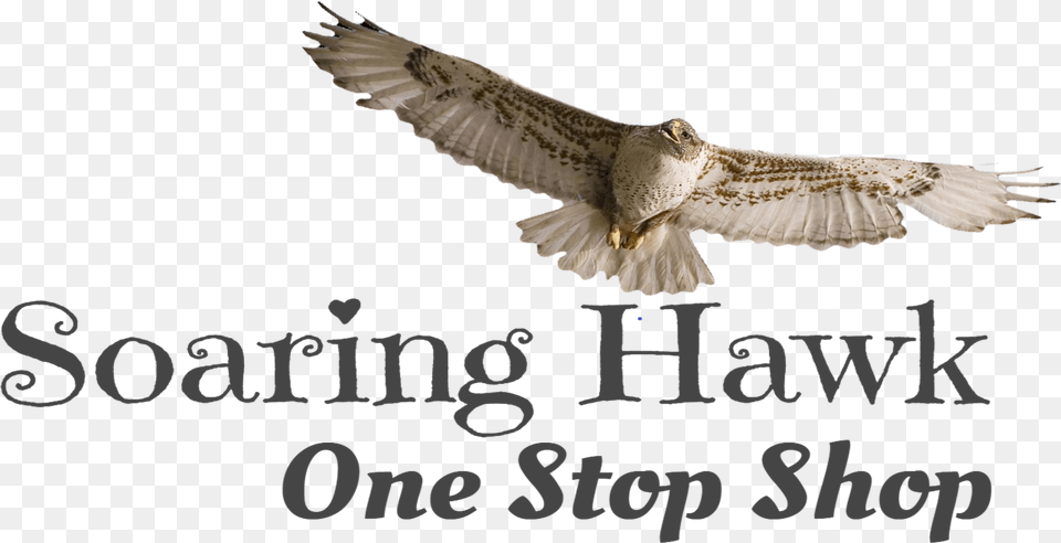Red Tailed Hawk, Animal, Bird, Flying, Vulture Free Png Download