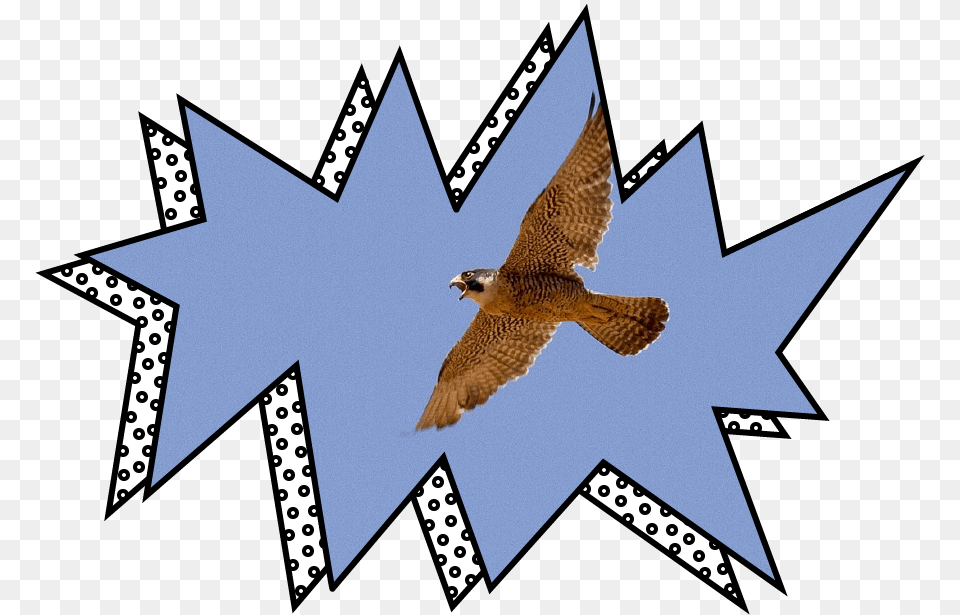 Red Tailed Hawk, Accipiter, Animal, Bird, Kite Bird Free Png Download