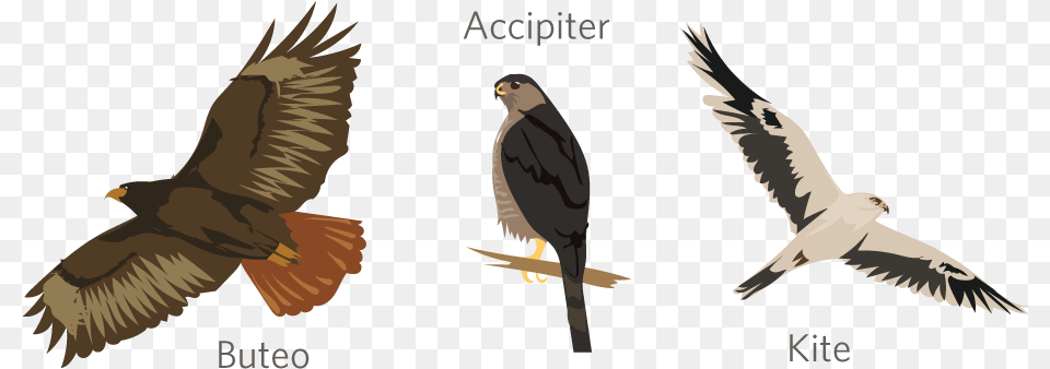 Red Tailed Hawk, Animal, Bird, Kite Bird, Accipiter Free Png