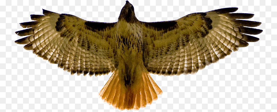 Red Tailed Hawk Clip Art, Animal, Bird, Buzzard, Vulture Png