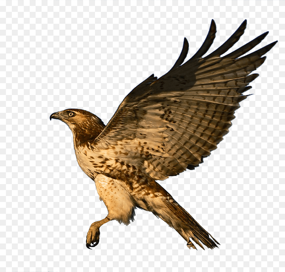 Red Tailed Hawk Clipart, Animal, Bird, Buzzard, Vulture Png