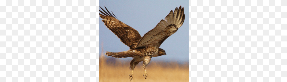 Red Tailed Hawks Hawk, Animal, Bird, Buzzard, Kite Bird Free Png Download