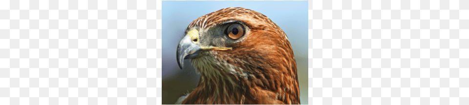 Red Tailed Hawks Head Of A Hawk, Animal, Beak, Bird, Buzzard Free Transparent Png