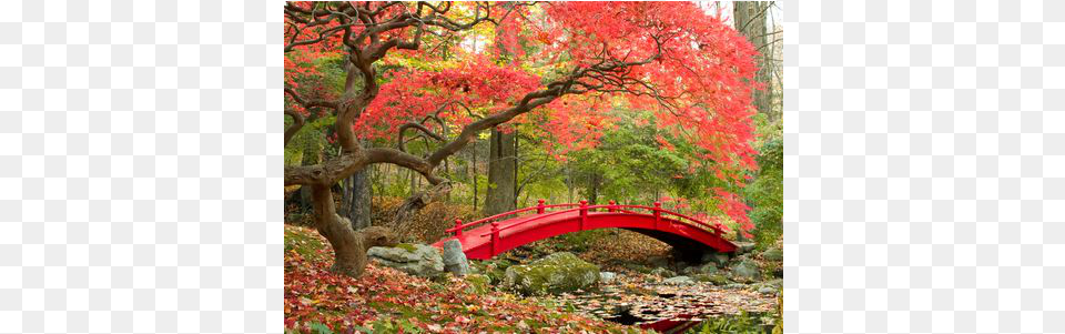 Red Temas Bridges In Autumn, Outdoors, Plant, Park, Tree Free Png Download