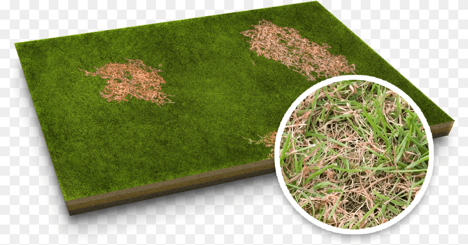 Red Thread Lawn Disease Lawn, Grass, Moss, Plant Png Image