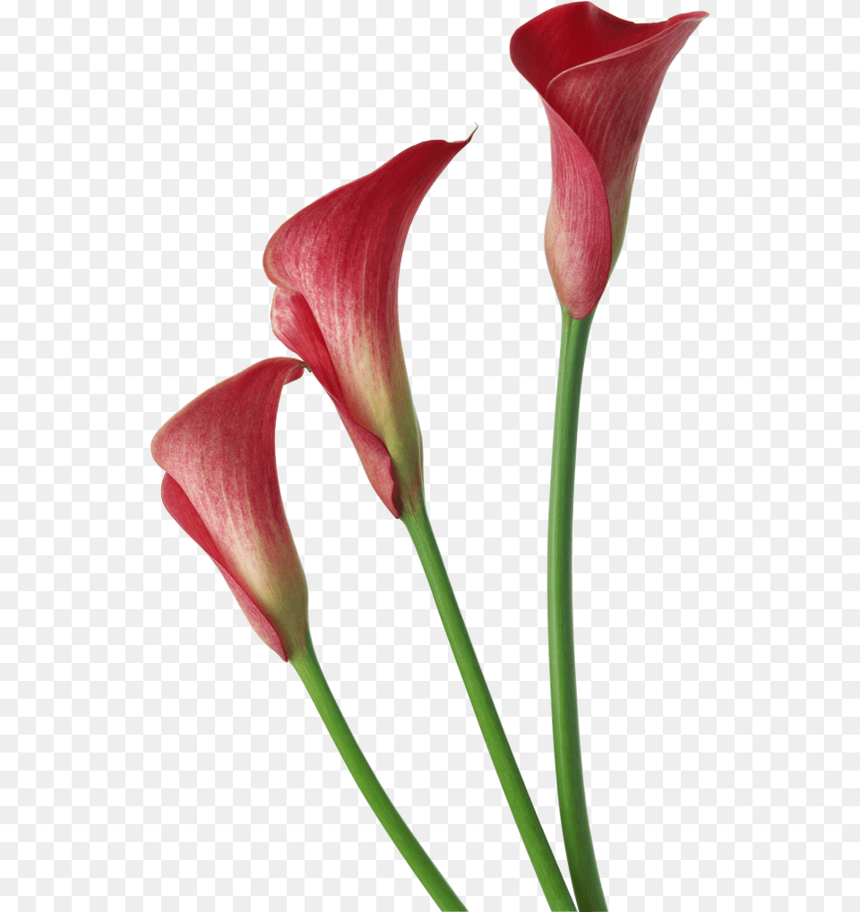 Red Transparent Calla Lilies Flowers Clipart Calla Lily Transparent Background, Flower, Petal, Plant Free Png Download