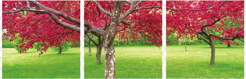 Red Tree 3 Piece Wall Decor Triptych, Grass, Vegetation, Plant, Maple Free Png Download