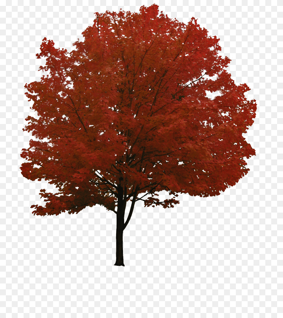 Red Tree, Leaf, Maple, Plant Free Transparent Png