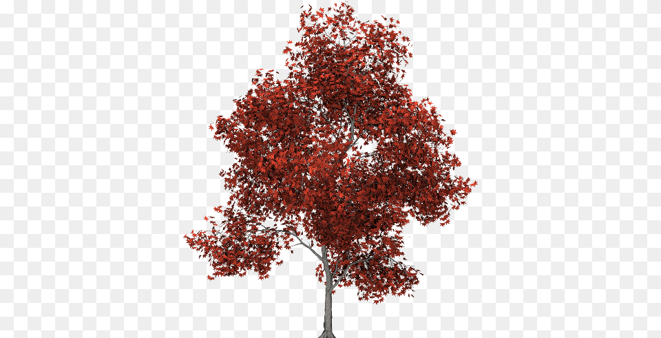 Red Tree Swamp Maple, Leaf, Plant Png Image