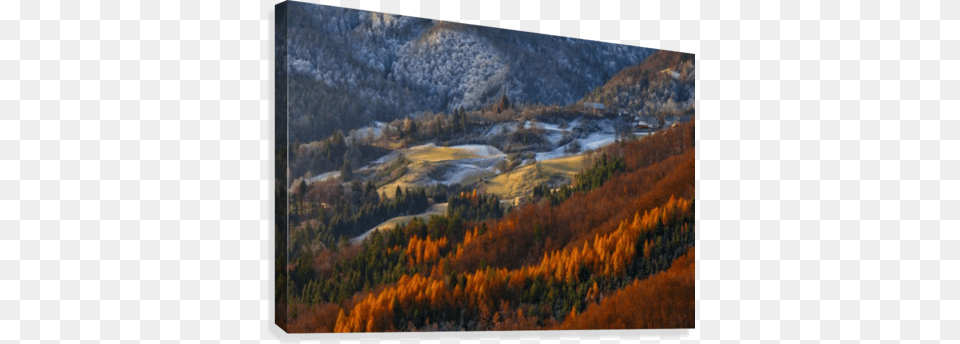 Red Tree Line Canvas Print Rok Godec Kunstdruck Red Tree Line Ek, Woodland, Vegetation, Plant, Outdoors Png Image