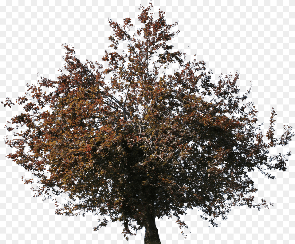 Red Tree Picture, Person, Electronics, Hardware Free Png