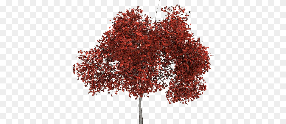 Red Tree Picture Kirmizi, Leaf, Maple, Plant Free Png