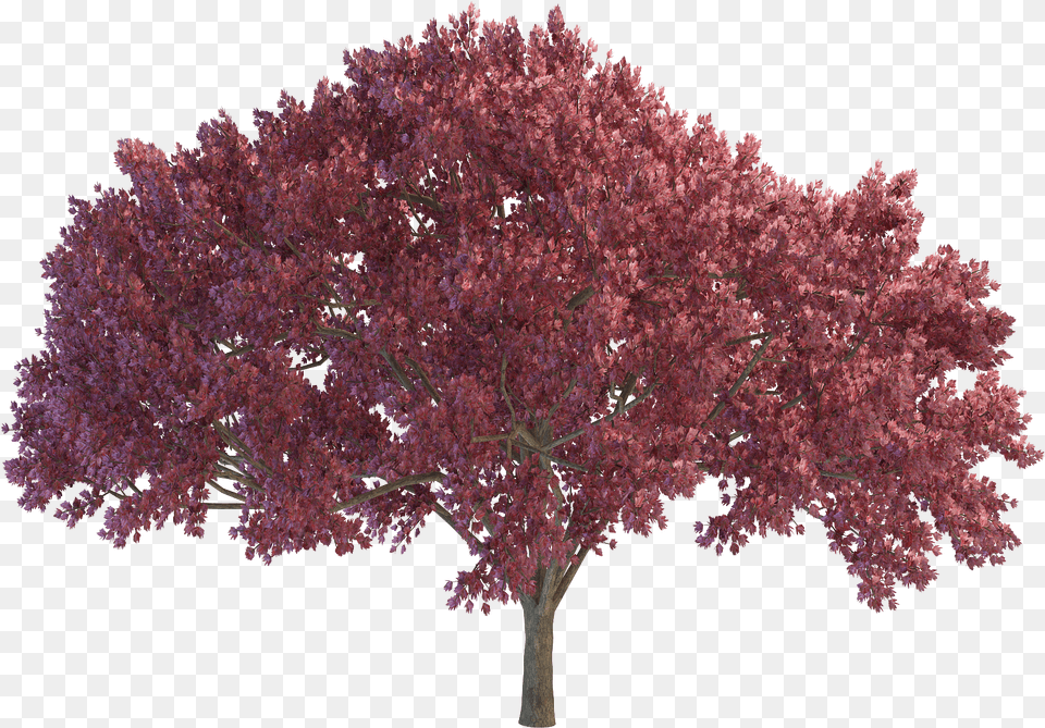 Red Tree Picture Purple Trees, Flower, Maple, Plant Free Png