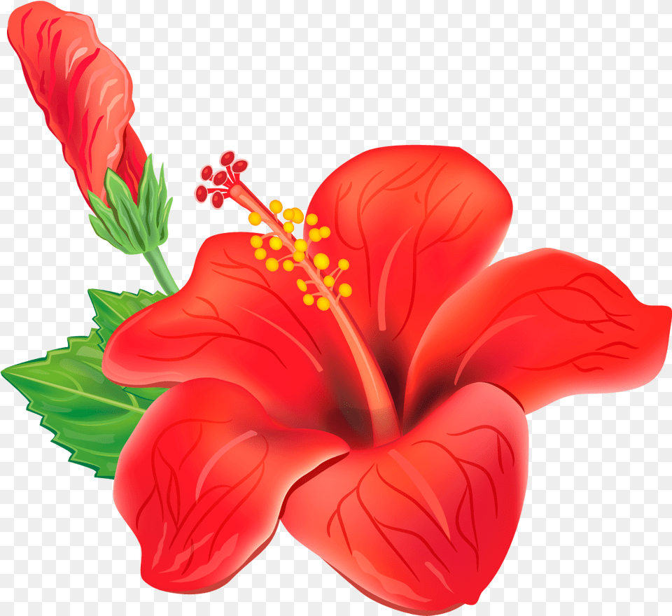 Red Tropical Flower, Plant, Hibiscus, Anther, Food Free Transparent Png