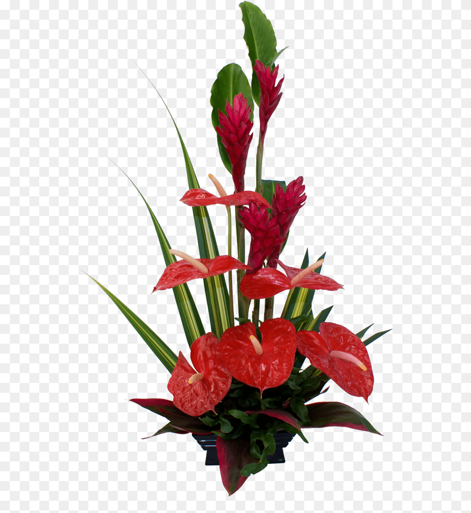 Red Tropical Flower Arrangement Anthurium Flower Anthurium Flower Arrangement Ideas, Flower Arrangement, Plant, Flower Bouquet, Ikebana Png Image
