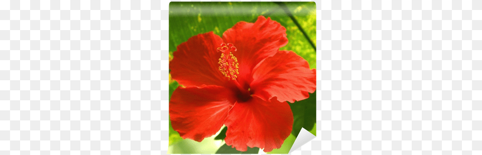 Red Tropical Flower Wall Mural U2022 Pixers We Live To Change Fleur Tropical Rouge, Hibiscus, Plant, Rose Free Transparent Png
