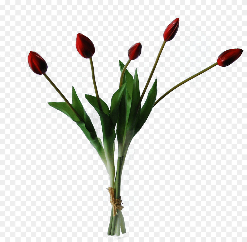 Red Tulip, Flower, Flower Arrangement, Flower Bouquet, Plant Free Png