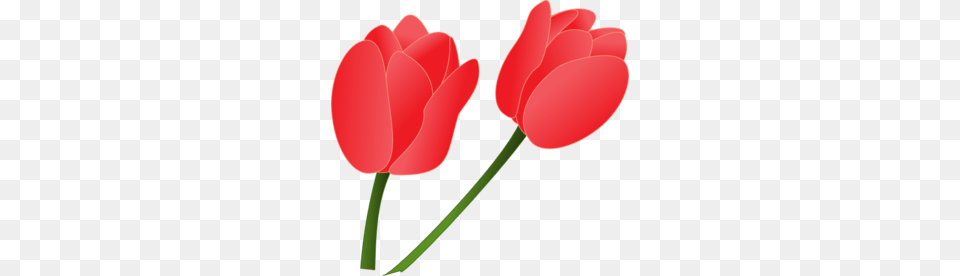 Red Tulip Clip Art, Flower, Plant, Dynamite, Weapon Free Transparent Png