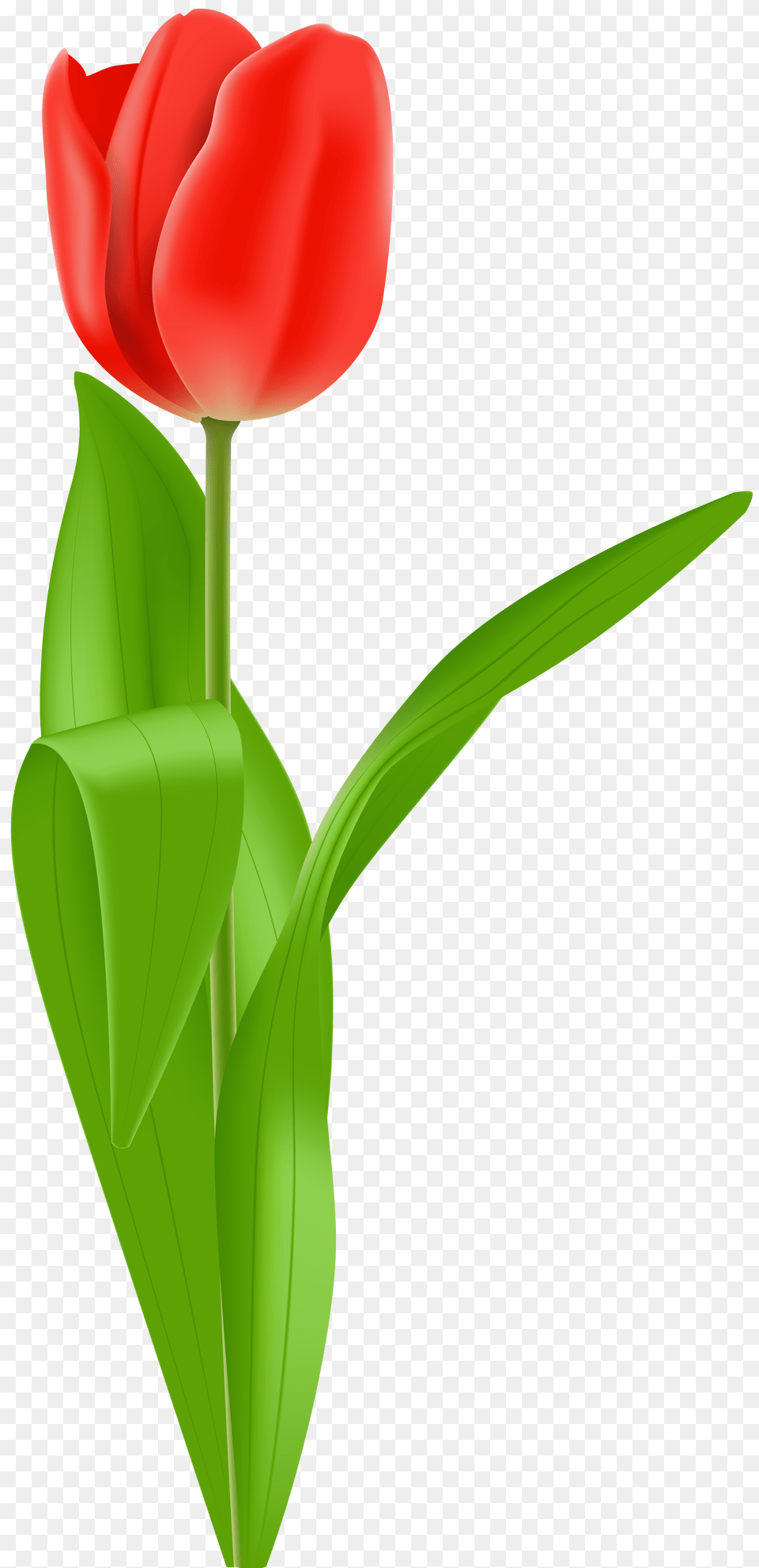 Red Tulip Clip Art, Flower, Plant Free Png